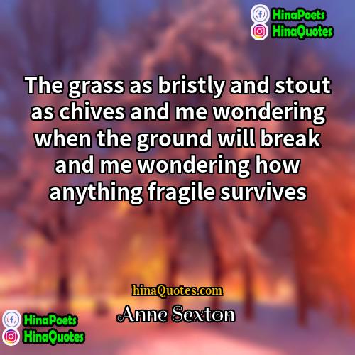 Anne Sexton Quotes | The grass as bristly and stout as