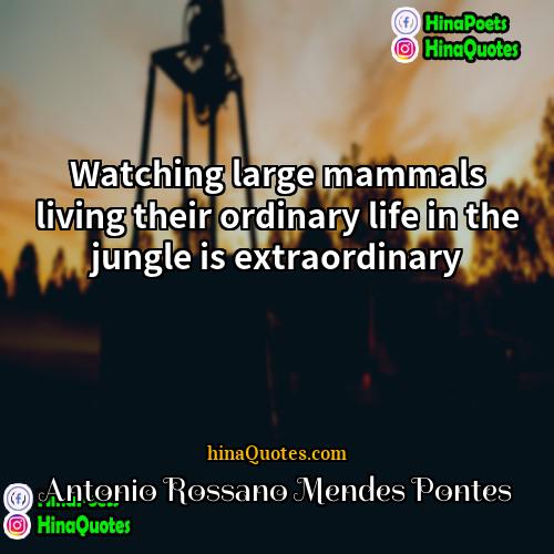 Antonio Rossano Mendes Pontes Quotes | Watching large mammals living their ordinary life